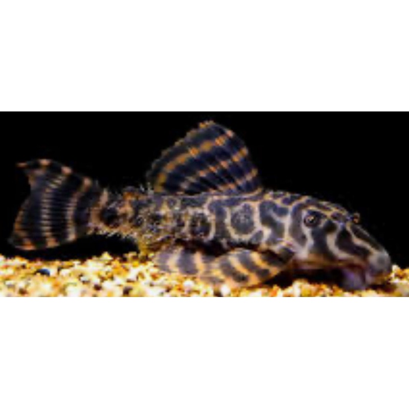 L377 Pleco (PRINCE TIGER) 3.5"-4.5"