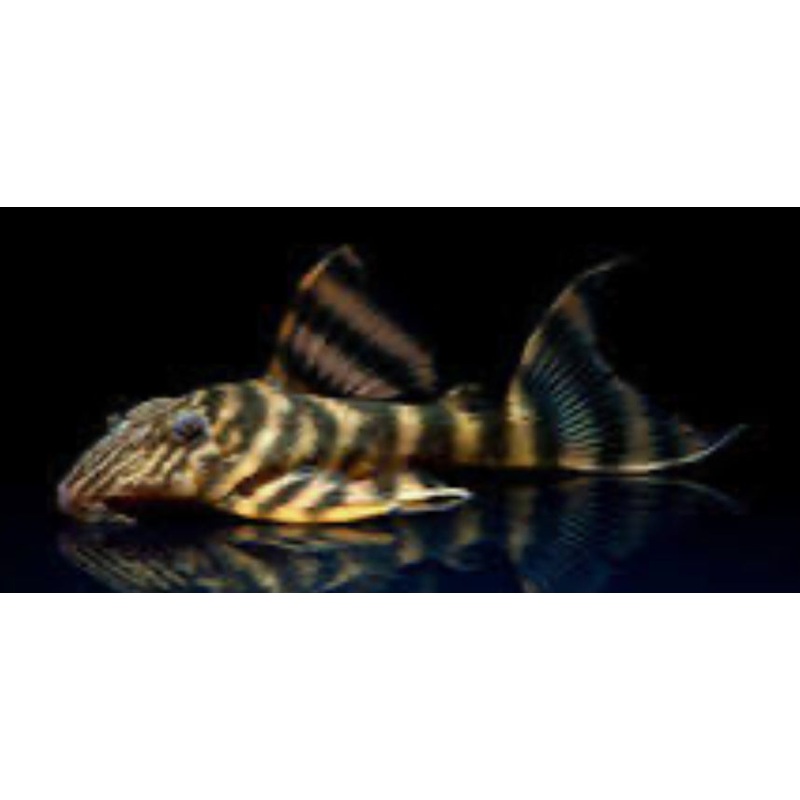 L398 Tankei Tiger Pleco (Panaqolus Tankei)