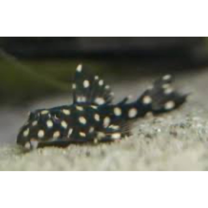 L471 Mini Big Spot Snowball Pleco (Hypancistrus Contradens Sp)