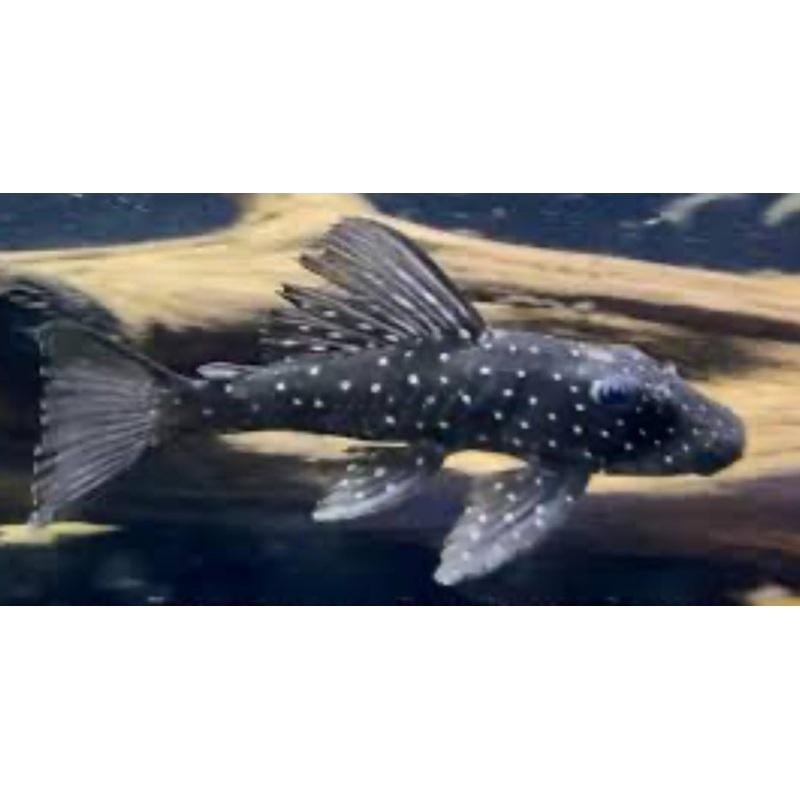 L501 Pleco (BLACK PHANTASM PLECO)
