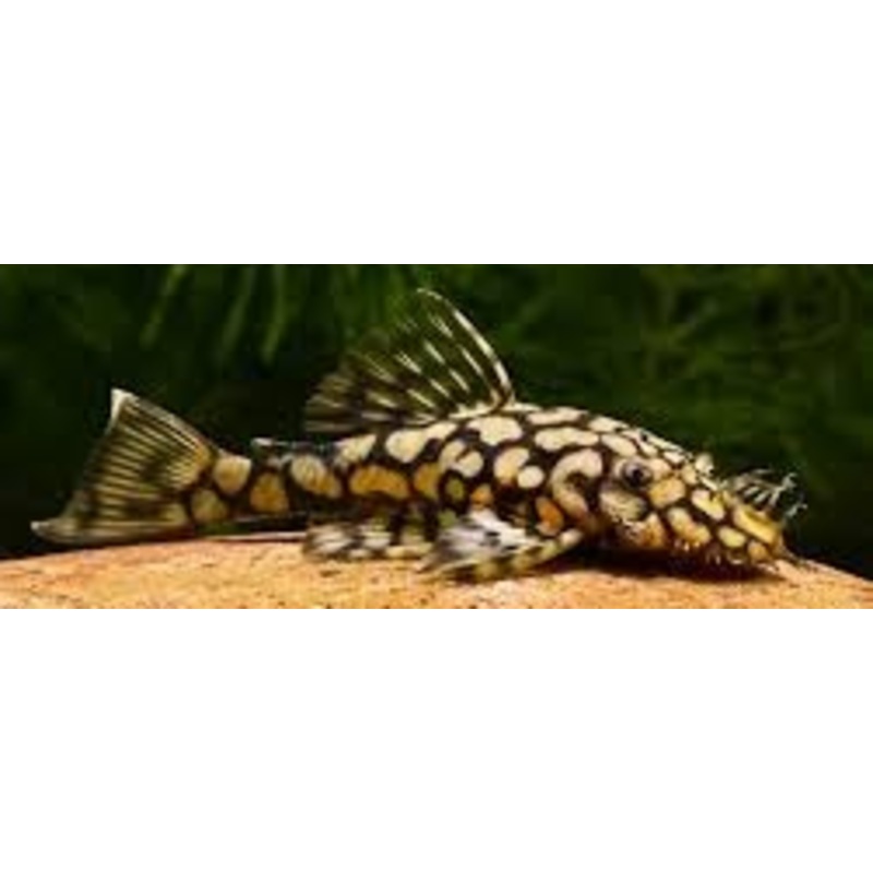 L519 Pleco Ancistrus sp. Rio Itenez