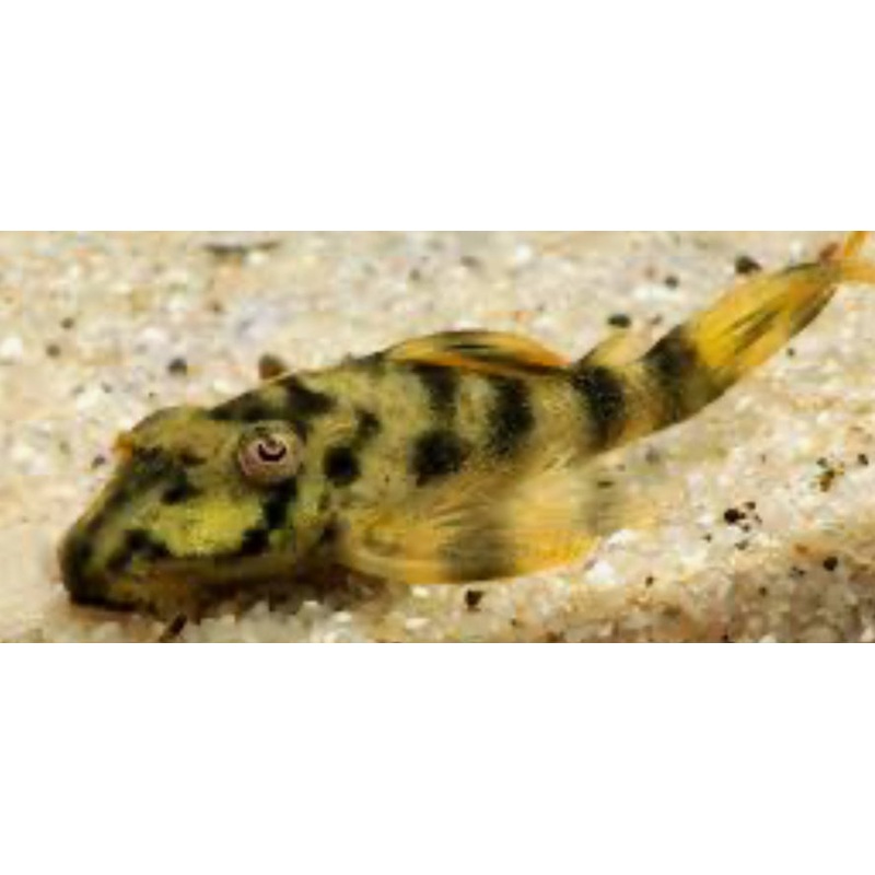 LDA078 Pleco (PECKOLTIA BREVIS) 3"-4"