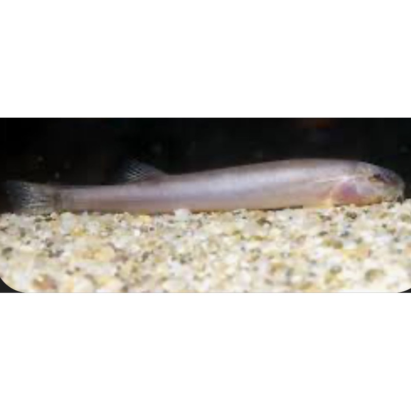 Lepidocephalus Macrochir - blind pink loach 4"