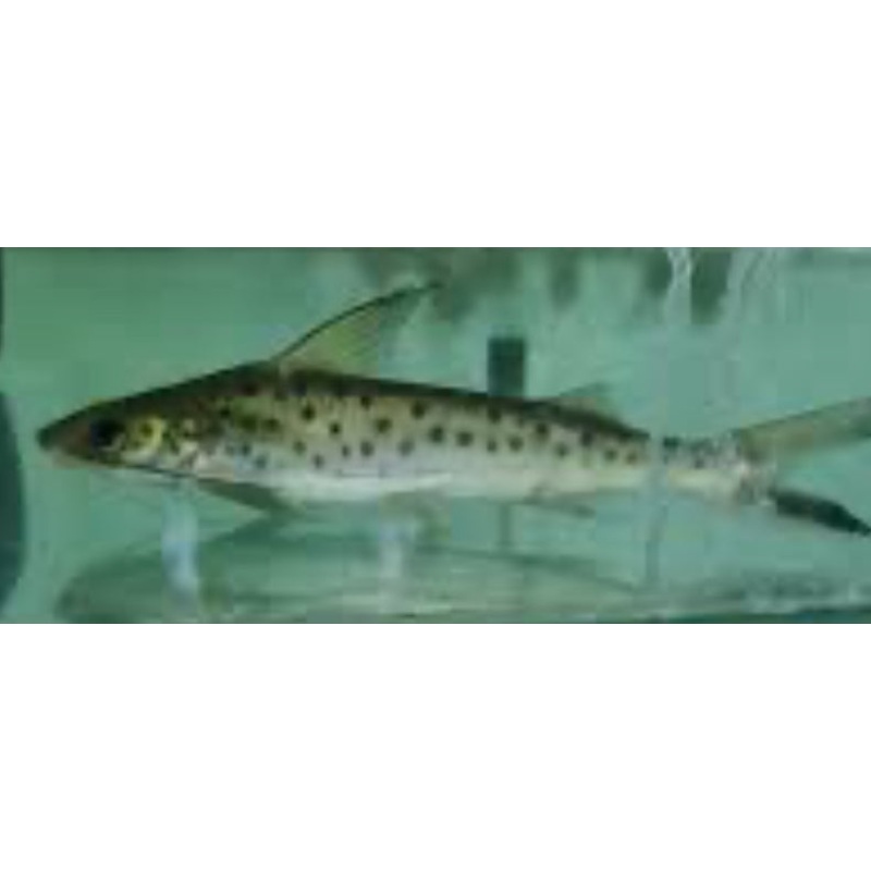 Lince Catfish (Platynematichthys Notatus) 5"-7"