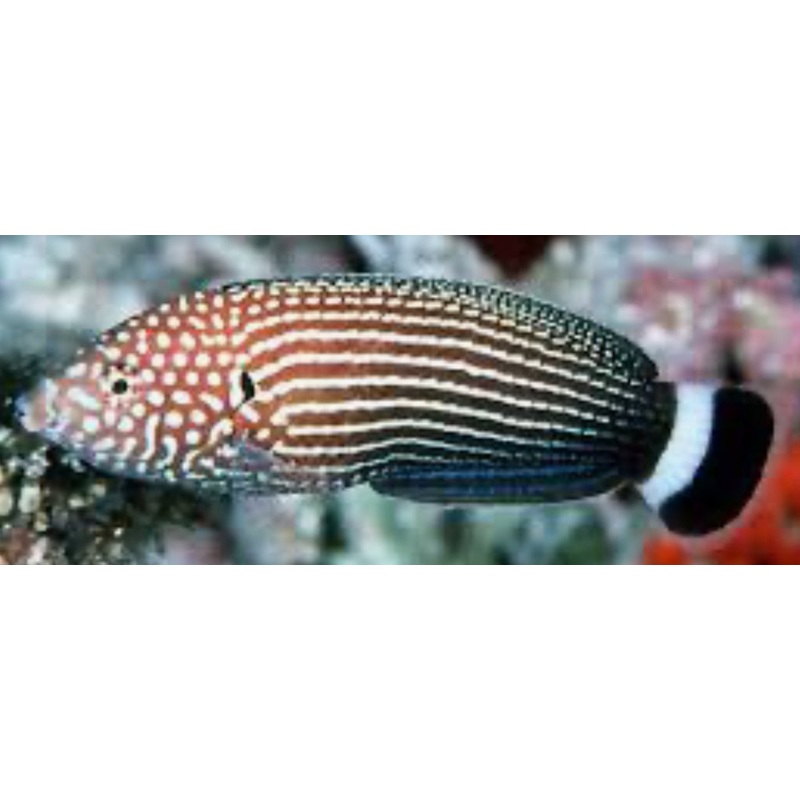 Lined Tamarin Wrasse