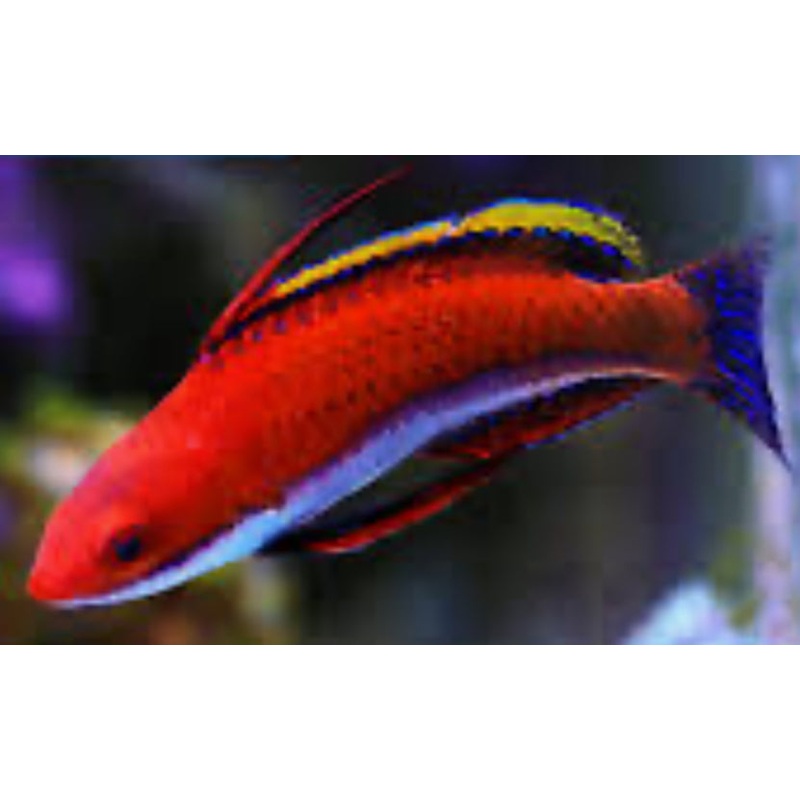 Longfin Fairy Wrasse