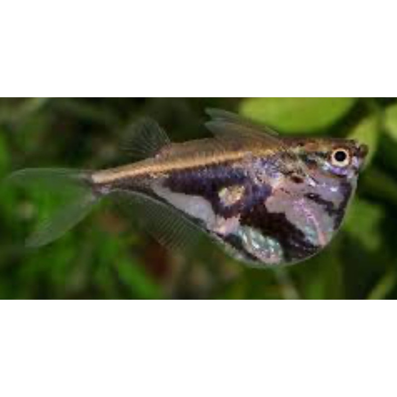 Marbled Hatchet (Carnegiella strigata)