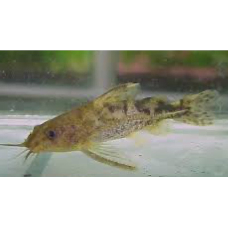 Marbled Thorny Catfish (Rhinodoras dorbignyi)