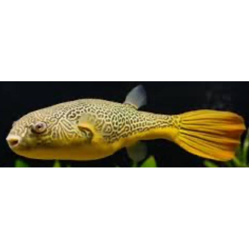 Mbu Puffer Fish (Tetraodon Mbu)
