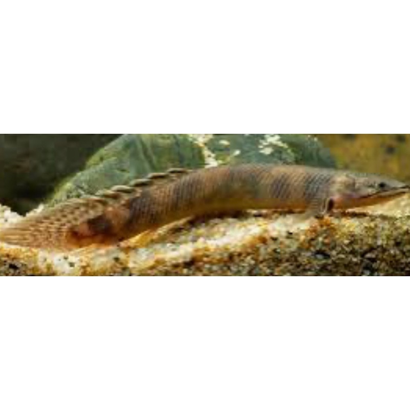 Mokelembembe Bichir (Polypterus Mokelembembe)