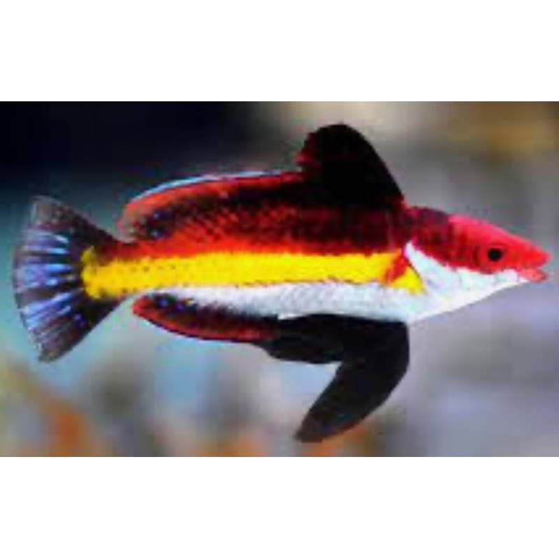 Naoko's Fairy Wrasse