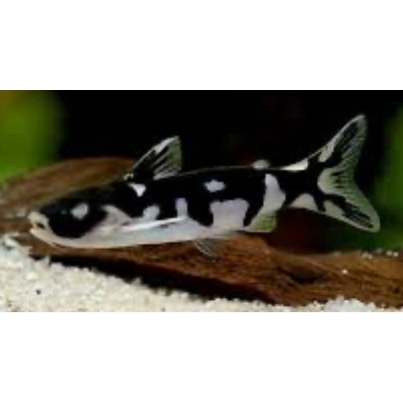 Ninja Woodcat (Centromochlus musaica)
