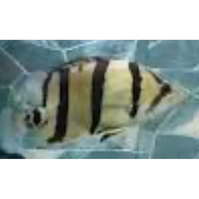 NTT Datnoid Tiger Fish (Datnioides Undecimradiatus)