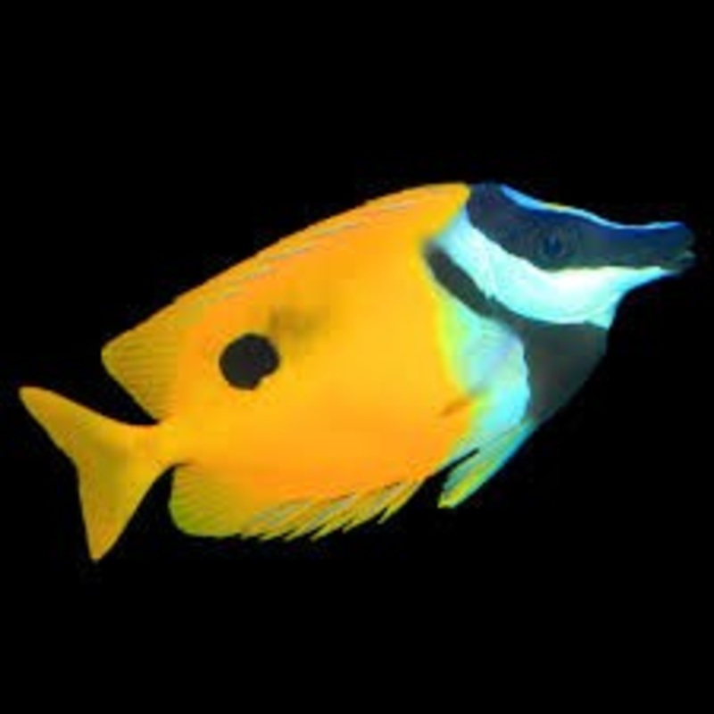 One Spot Foxface (Siganus unimaculatus)
