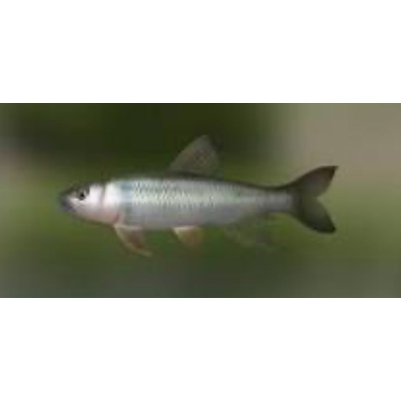 Opsariicthys bidens - panda clear body - wild!! 4"