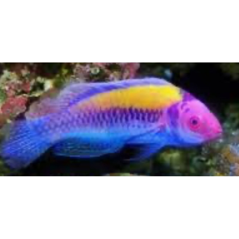 Orange-Back Fairy Wrasse