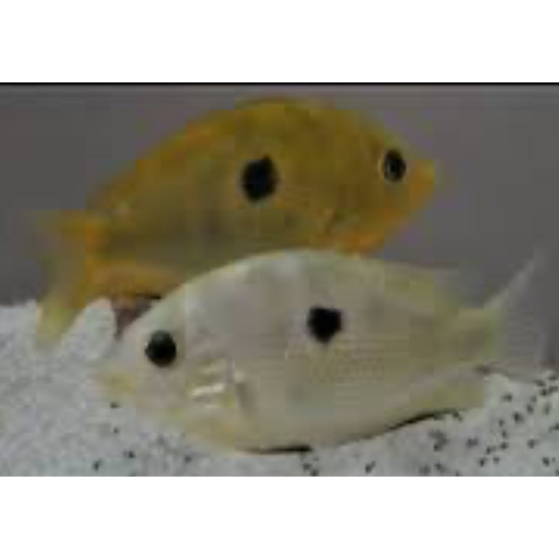 Orange Chromide (Etroplus maculatus)