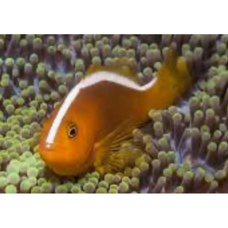 ORANGE SKUNK CLOWNFISH