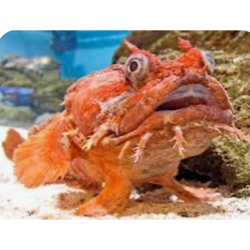 Orange Toadfish (Opsanus beta)