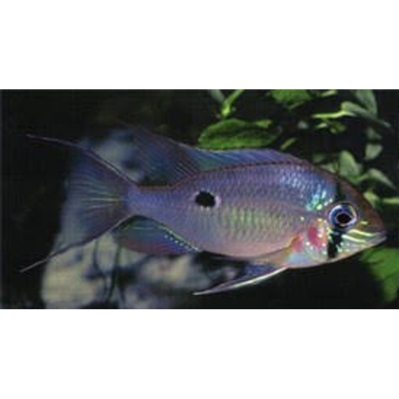 Orinoco Dwarf Eartheater (Biotodoma wavrini) 2"