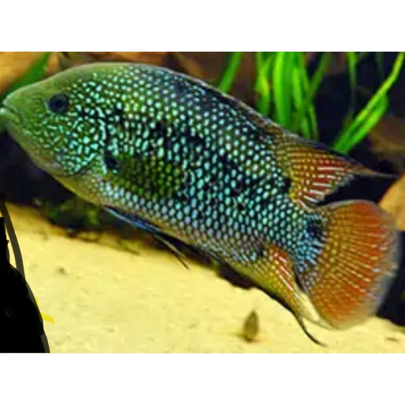 Ornatus Cichlid (Mesoheros cf. ornatus) 3"-4"