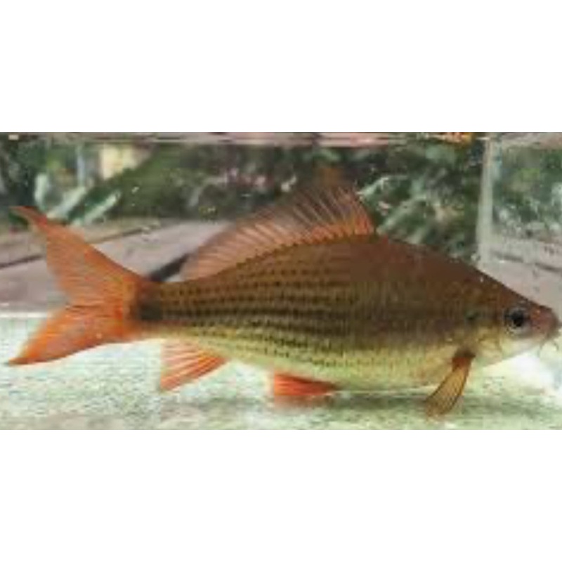 Osteochilus kappeni - fat flying fox 3"