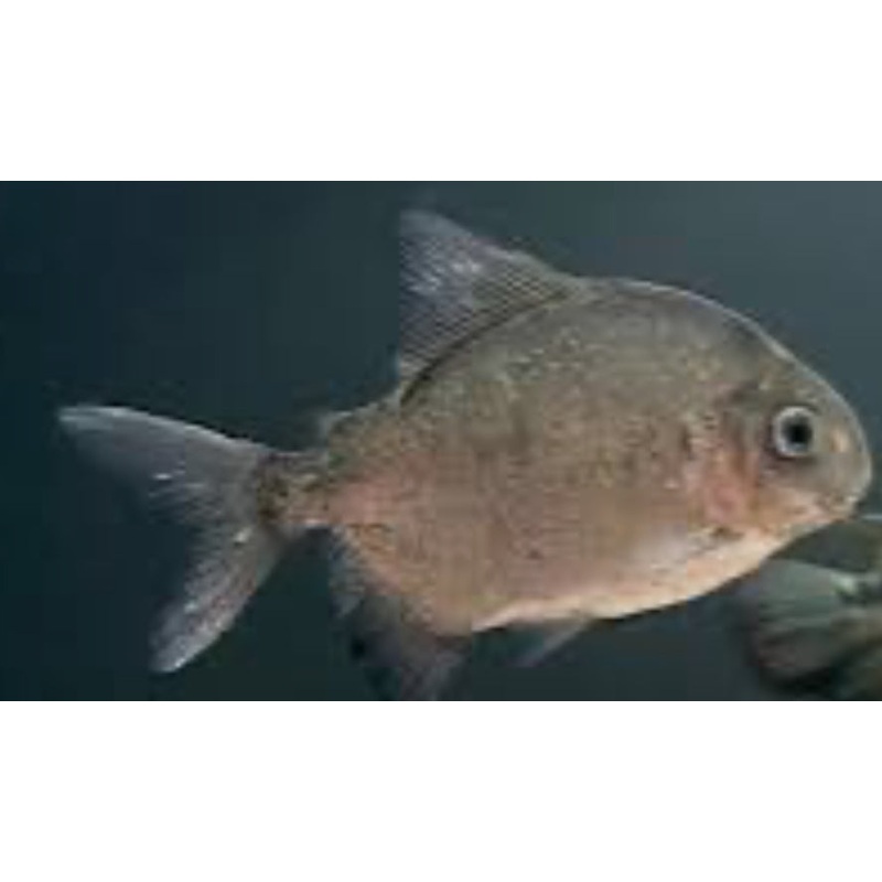 PARROT PACU (OSSUBTUS XINGUENSE) - RARE 3"