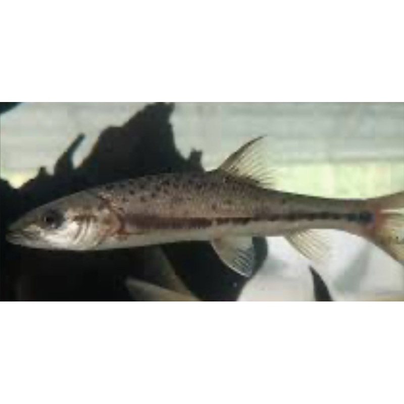 Percocypris retrodorsalis - humpback perch barb (RARE) 4"