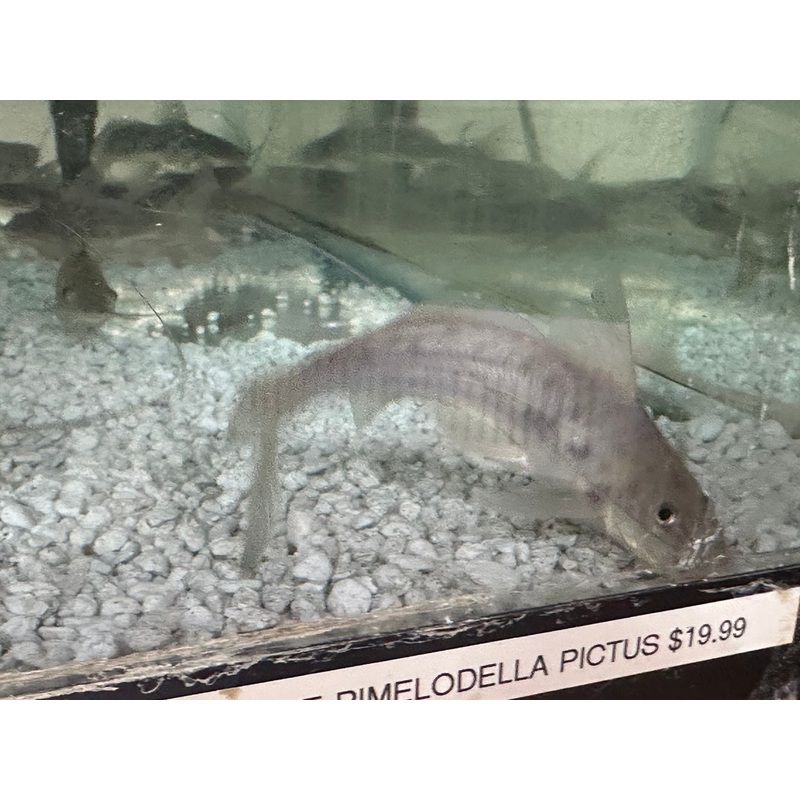 Pictus Catfish (Pimelodus Pictus)