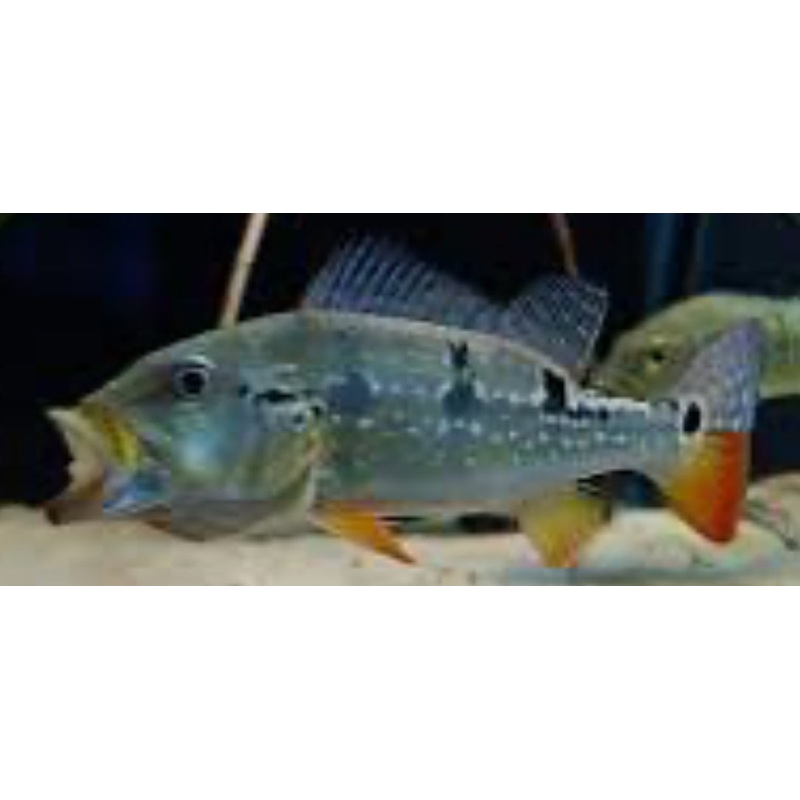 Pinima Peacock Bass (Cichla pinima)
