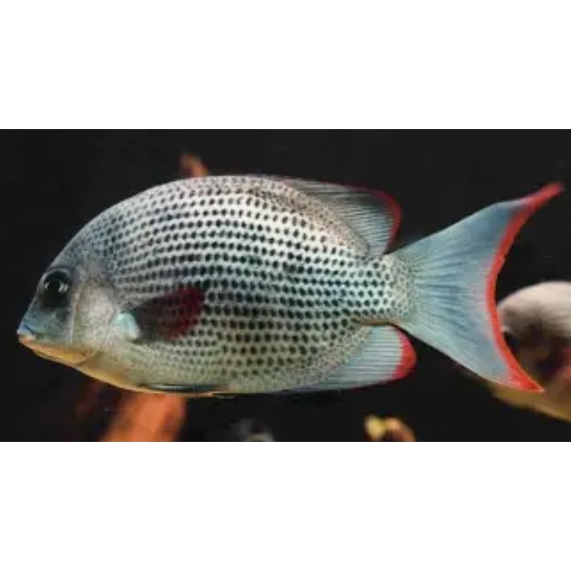 Pinstripe Damba Cichlid (Paretroplus Menarambo) 3+