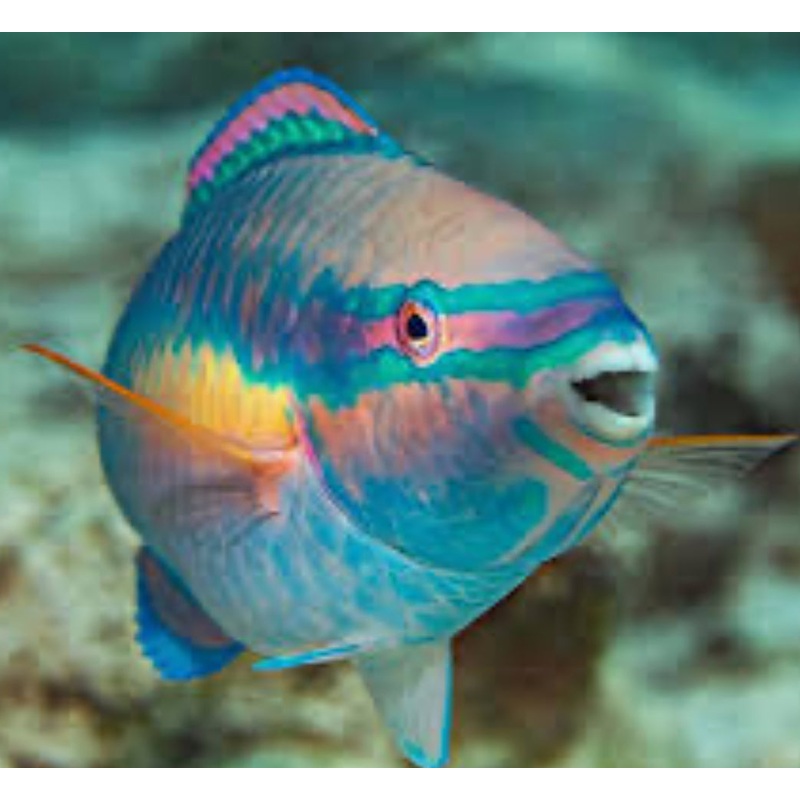 Princess Parrotfish (Scarus taeniopterus)