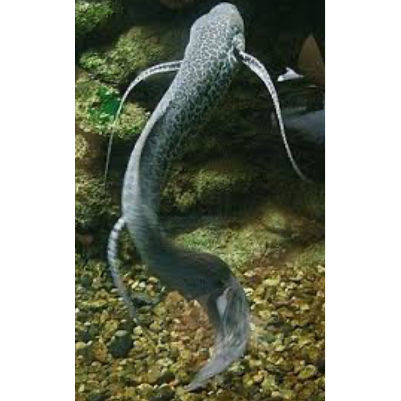 PROTOPTERUS AETHIOPICUS-AFRICAN LUNG FISH 34"-36"