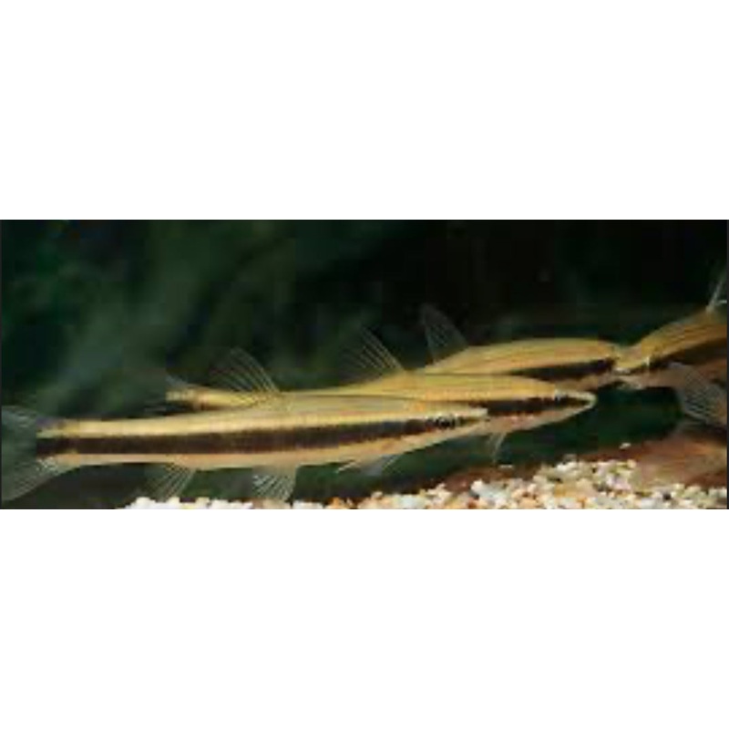 Pseudorasbora elongata 4"