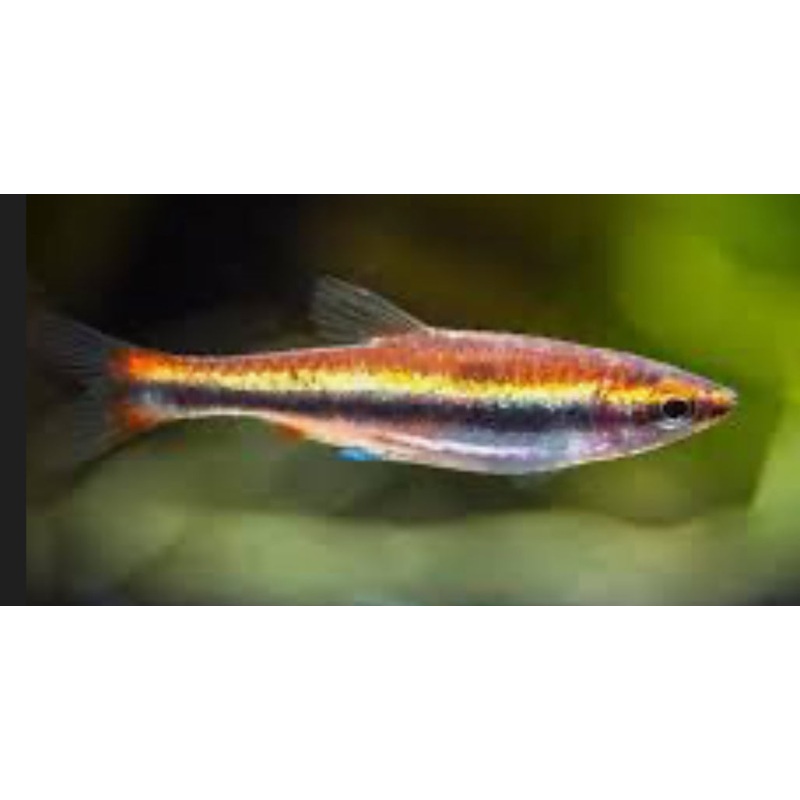 Red Beckfords Pencilfish (Nannostomus beckfordi red)