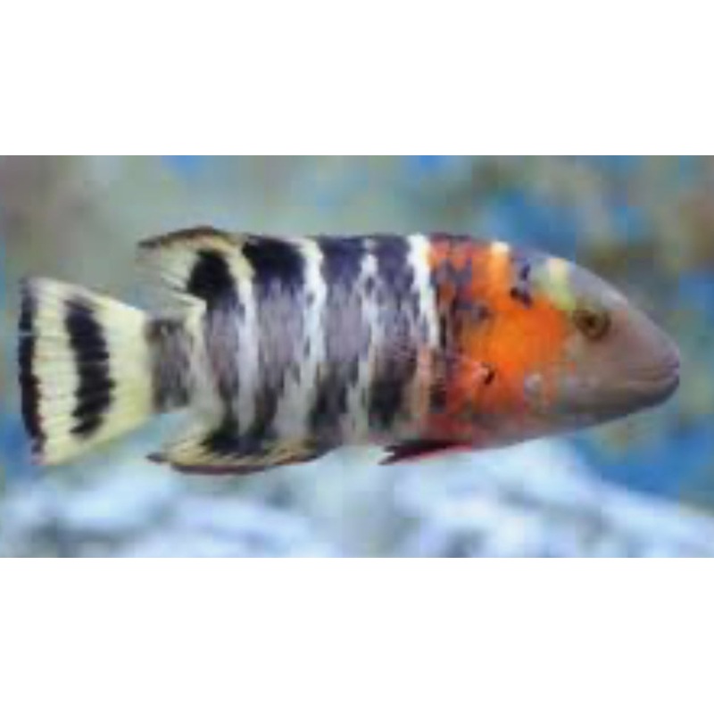 Red Breasted Wrasse