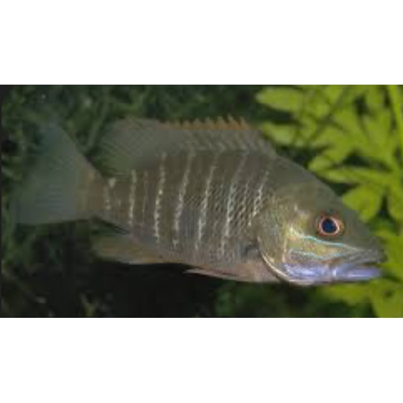 Red Mangrove Jack (Lutjanus Argentimaculatus)