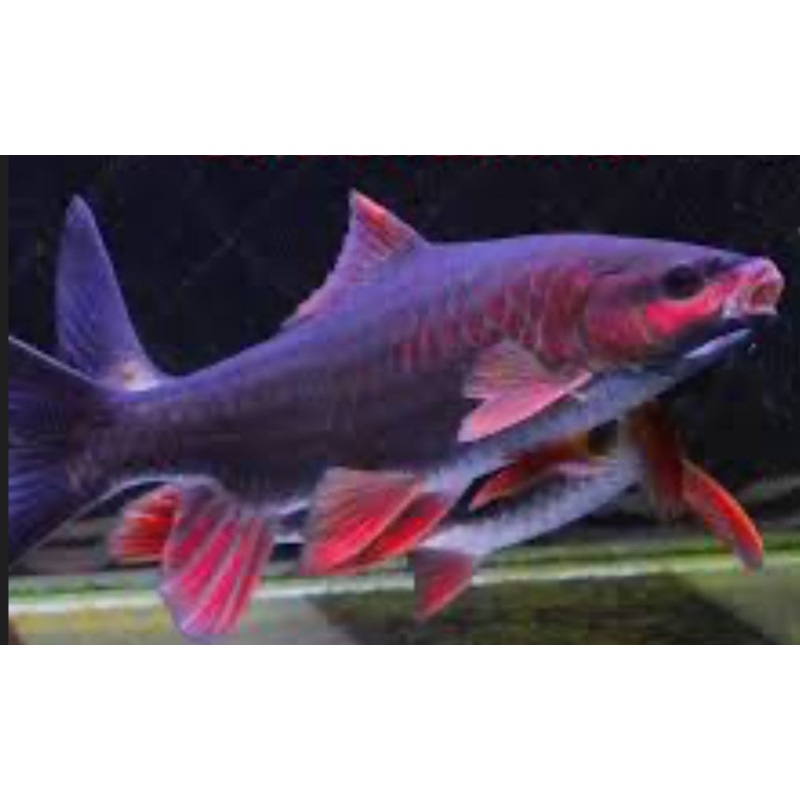 Red Phoenix Barb (Spinibarbus Denticulatus) 3"