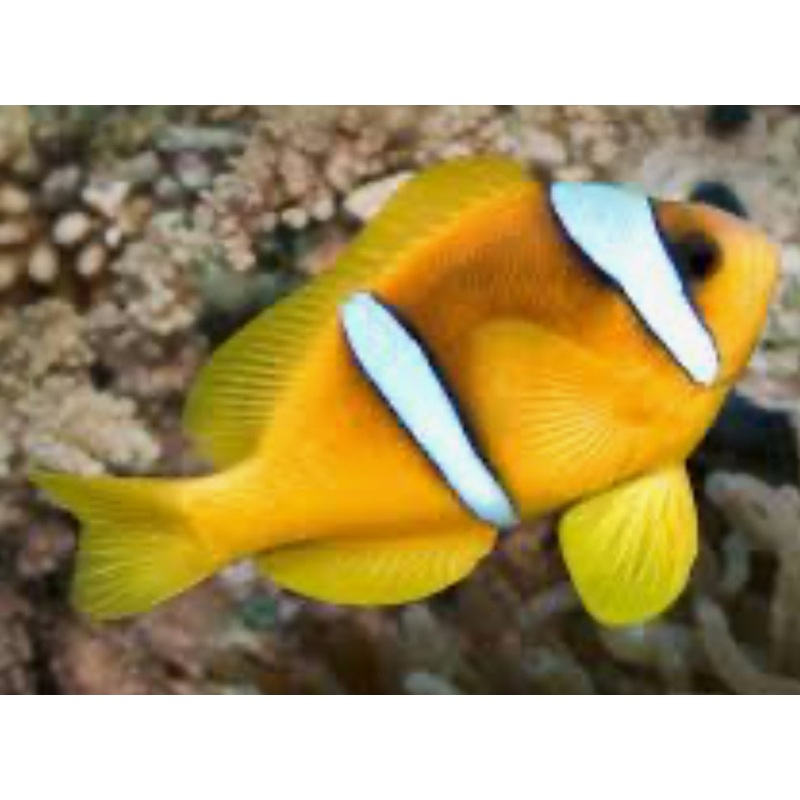 Red Sea Two Banded Clownfish
