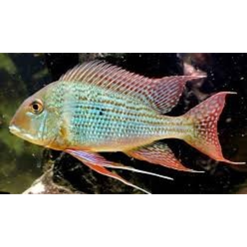 Red Striped Eartheater Cichlid (Geophagus surinamensis)