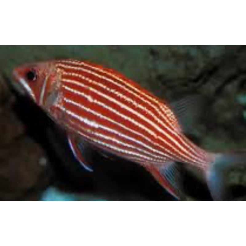Red Striped Squirrelfish
