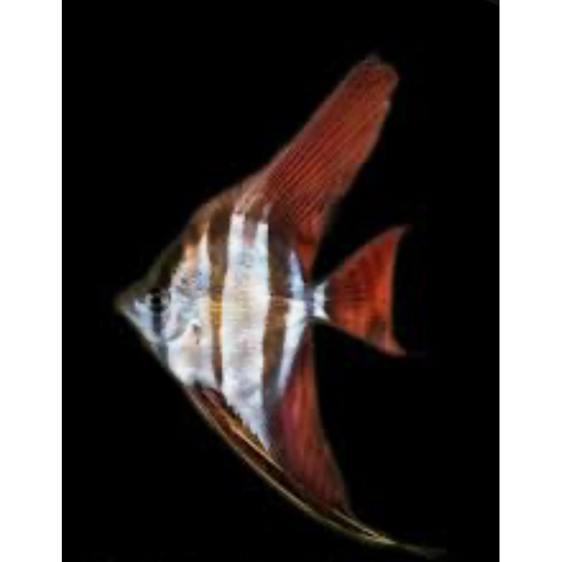 Rio Atabapo Altum Angel (Pterophyllum altum)