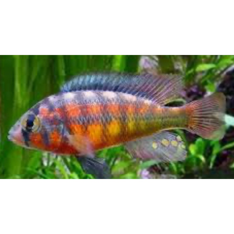 Rock Kribensis 2.5"-3"