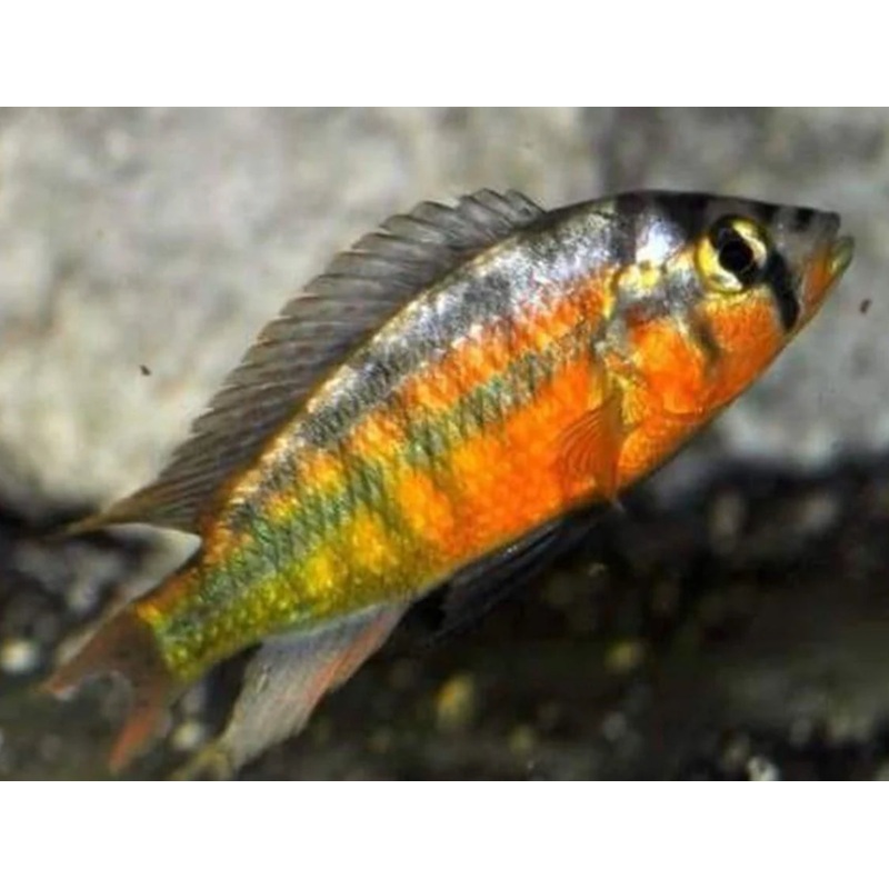 Rock Kribensis Cichlid 4