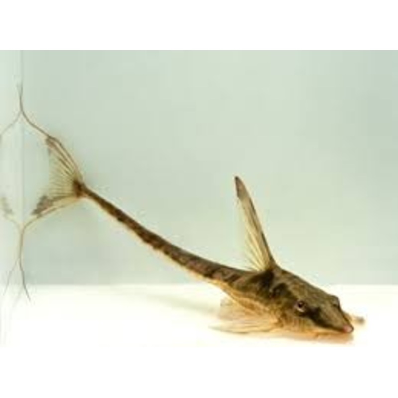 Royal Farlowella / Whiptail Catfish (Sturisomatichthys panamensis)