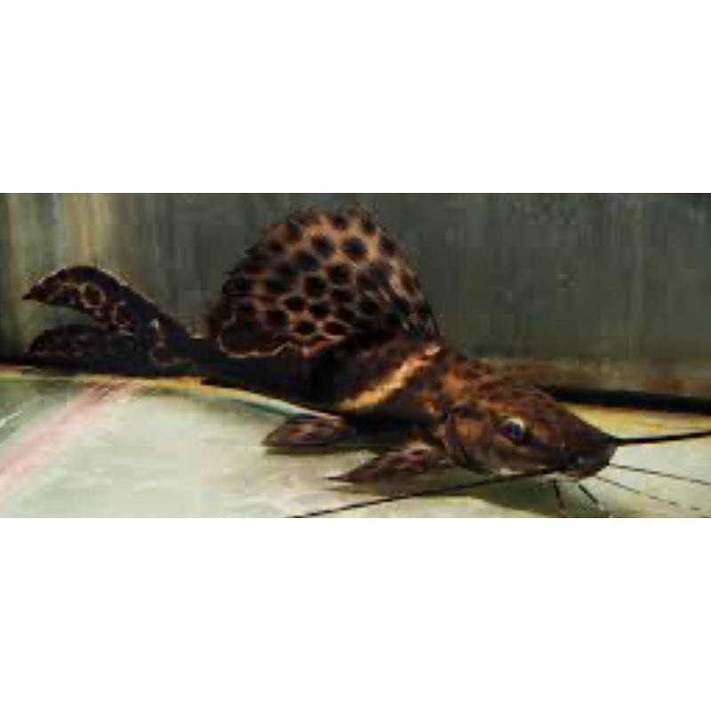 Sailfin Marble Achara Catfish (Leiarius Pictus)