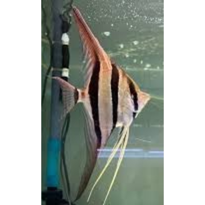 San Felipe Angelfish (Pterophyllum Altum)