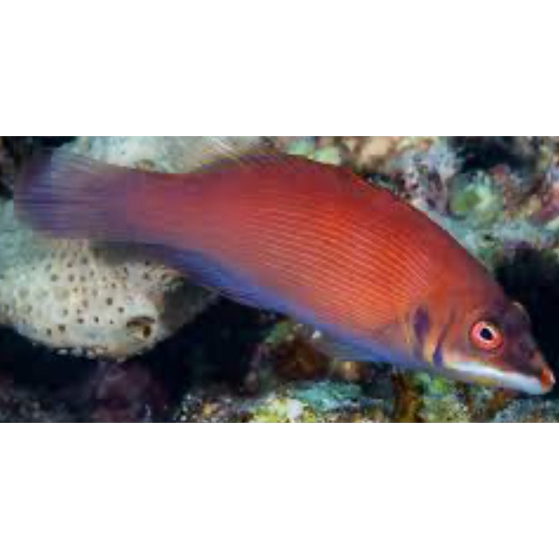 Scarlet Pin Stripe Wrasse (Pseudocheilinus evanidus)