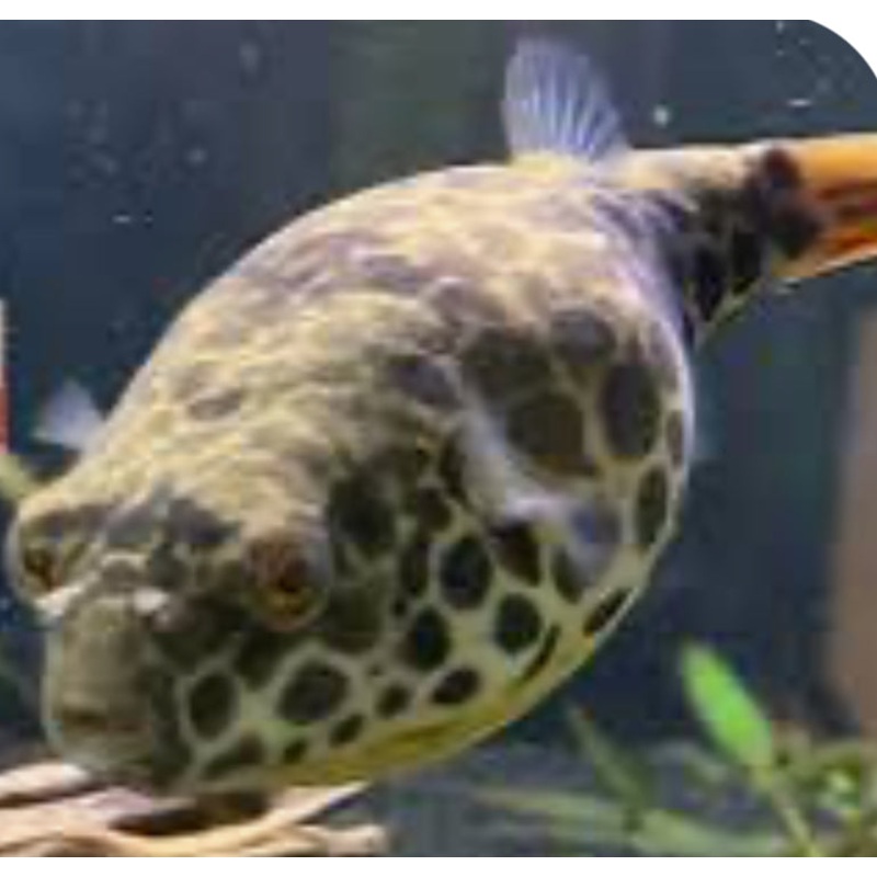 Spotted Congo Puffer Fish (Tetraodon Schoutedeni) 2"-3"