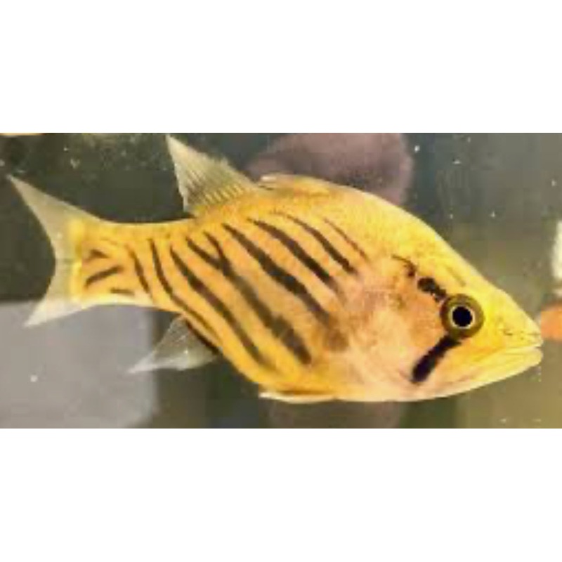 Striped Cardinal Fish (5)